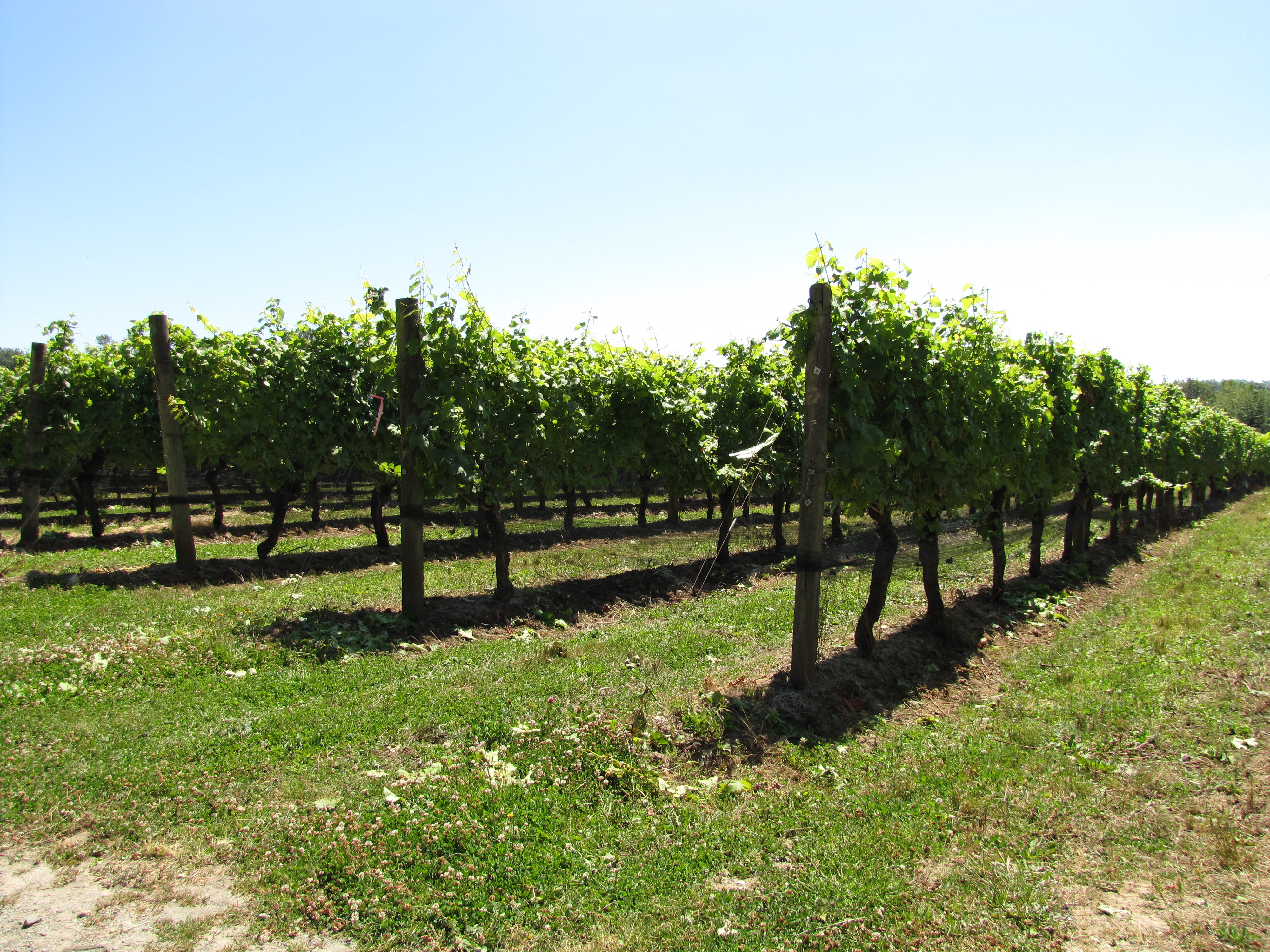  rows of fruit trees ready for harvesting for wine